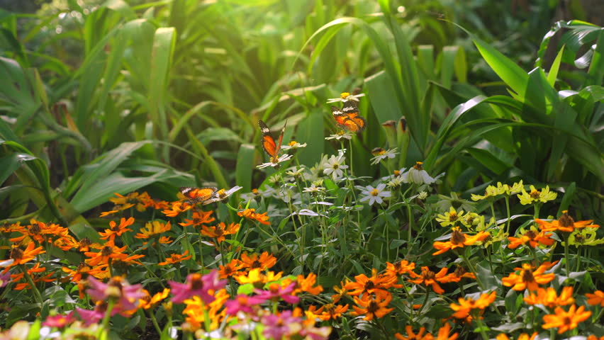 Vibrant garden with blooming flowers and butterflies under sunlight, beauty of nature. Biodiversity and Natural Beauty.