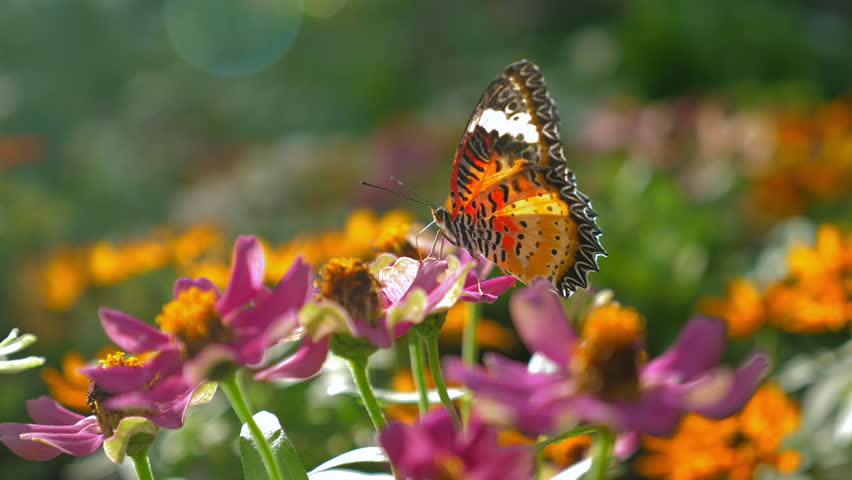 Vibrant butterfly perched on colorful flowers in sunlit garden, showcasing beauty of nature and importance of biodiversity. Natural Beauty and Biodiversity.