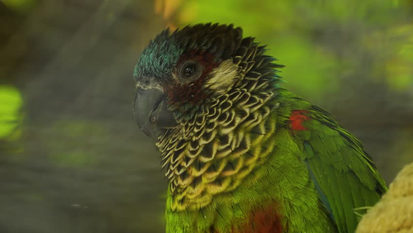 Close up of a scarlet belly parrot sitting on a branch and looking	
