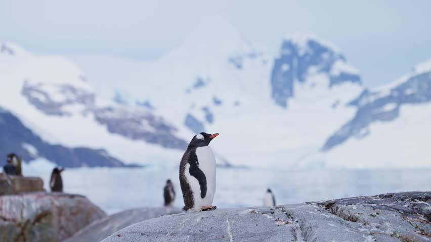 Penguin and Mountains in Antarctica Dramatic Landscape Scenery, Gentoo Penguins and Beautiful Amazing Winter Scene in Antarctic Peninsula on Rocky Rocks with Mountain Peaks and Summits