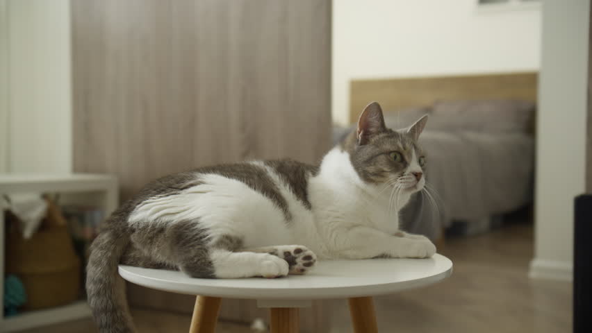 Cat Resting on a Table