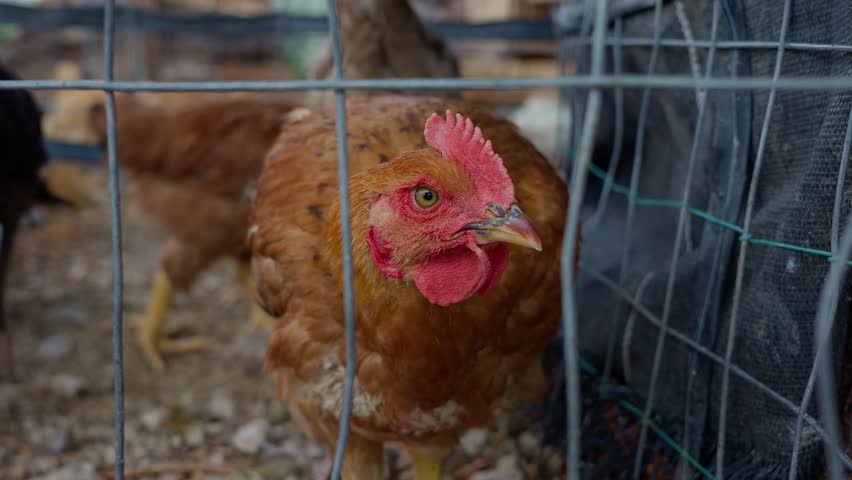 yellow rooster inside a barnyard looking straight at the camera Front video