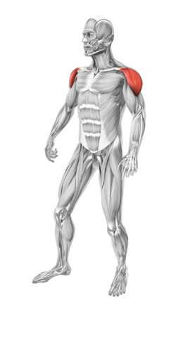 Deltoid muscles in the human muscular system