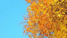 Ash tree branch with yellow leaves in autumn on blue sky background. Bright colors. Beauty in nature. October colors. Tree top. Fall season. Warm sunny weather concept. Natural texture. Golden park. - Powered by Shutterstock - Get 15% off with code: PIKWIZARD15