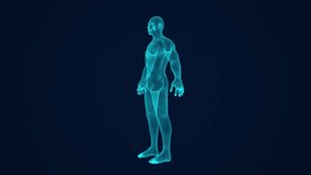 Human body anatomy or lymphatic system. Rotating 3d hologram style male body wireframe animation. Medical healthcare concept. - Powered by Shutterstock - Get 15% off with code: PIKWIZARD15