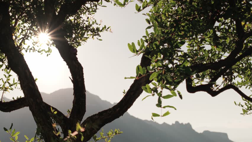 The morning sun flares behind a tree that sits on the cliffs of the Amalfi Coast in Italy.