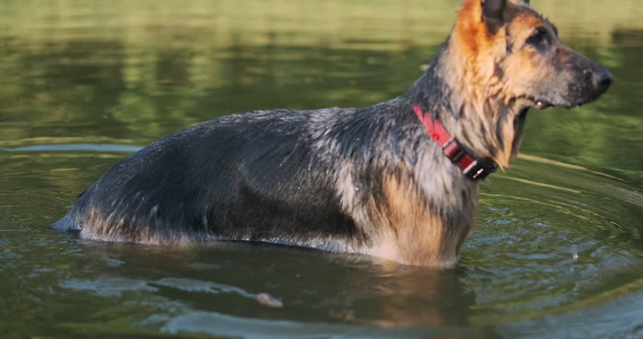 Adult and young German Shepherd swim in the water to catch thrown stick. Dogs play in lake in summer.