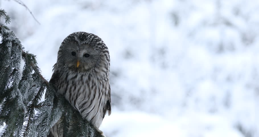 Owl in snowy forest. Ural owl, Strix uralensis, perched on spruce branch. Beautiful grey owl in natural habitat. Wild bird of prey in winter nature. Frosty morning. Wildlife.