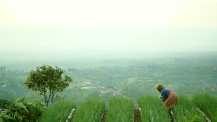 farmer harvesting, onion farm, scallion farm, scallion cultivation, scallion garden, scallions harvest, scallions plant, scallions field, harvester