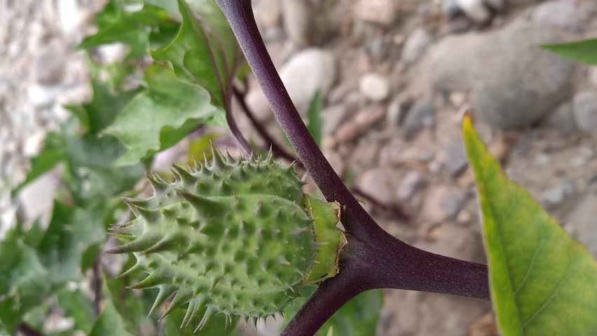 The green outer shell of the mandala fruit has many thorns.