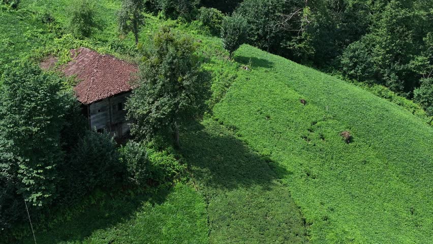 Woman Picking Tea in the Tea Garden Drone Video, Cayeli Rize, Turkiye (Turkey)