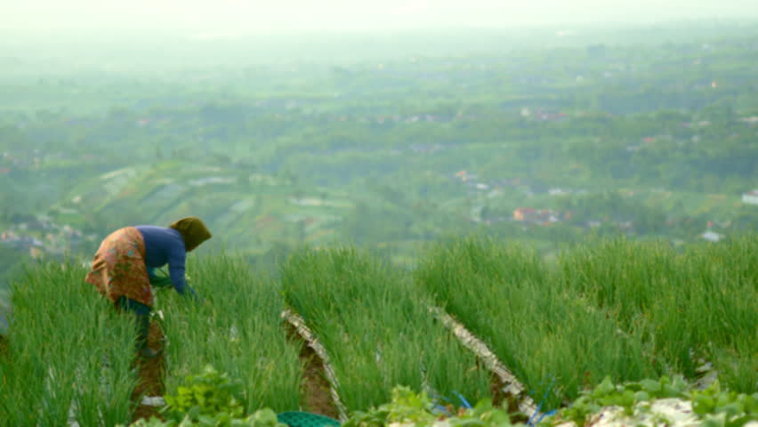 farmer harvesting, onion farm, scallion farm, scallion cultivation, scallion garden, scallions harvest, scallions plant, scallions field, harvester