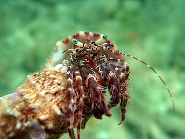 Little crab - underwater