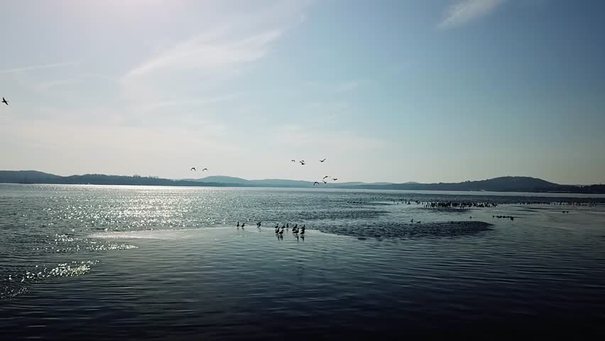 Flock of birds flying over Lake Wisconsin with a serene winter landscape and hills in the background.