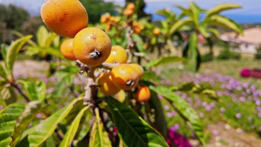Close-up view of Kumquat fruit citrus tree vegetation in garden orchard growing food produce plantation nature Greece Europe Mediterranean tourism holidays
