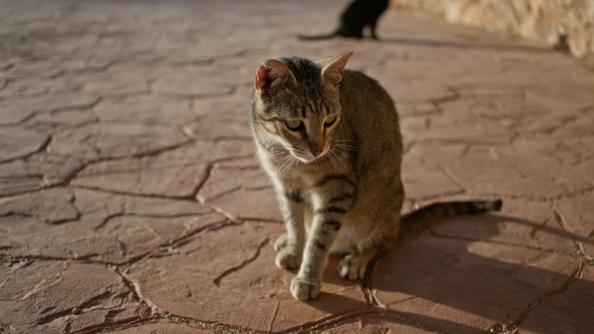 Two cats on a stone street outdoors, one close-up grey tabby in focus and a black cat in the background.