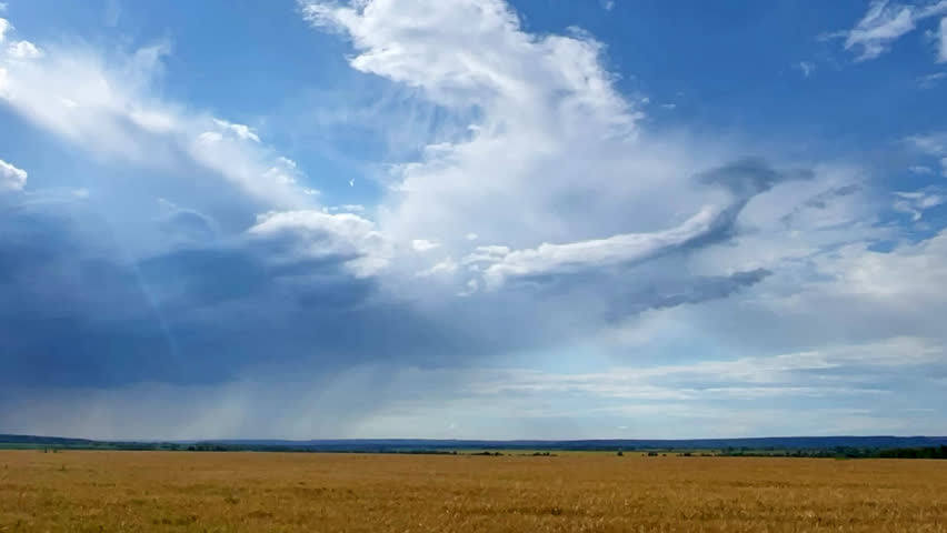 summer wheat field during the rain