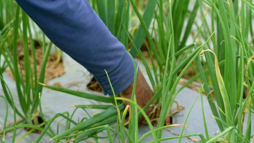 farmer harvesting, onion farm, scallion farm, scallion cultivation, scallion garden, scallions harvest, scallions plant, scallions field, harvester
