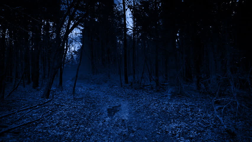 Lightning Strikes On Dark Forest Trail Moving Shot