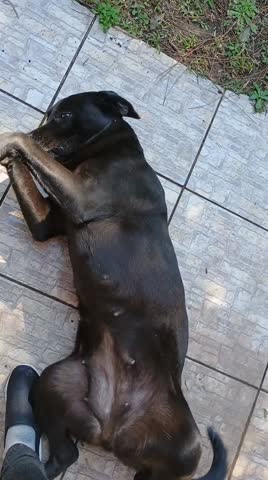 Dog, Black dog, pretty, adorable dog, hapiness