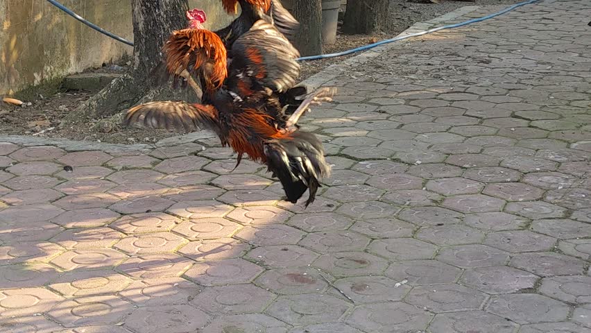 Two roosters fighting in the yard.