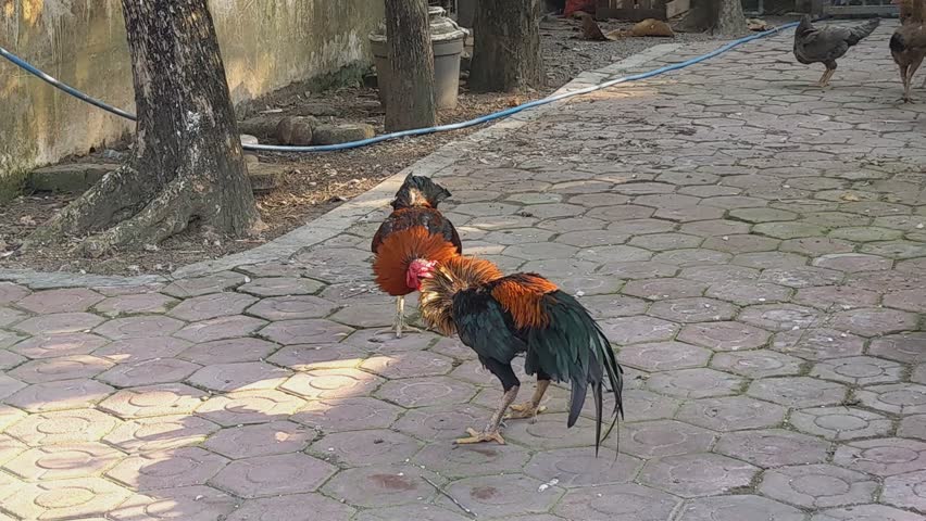 Two roosters fighting in the yard.