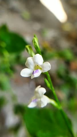 A small white flower with a small purple patch in the middle