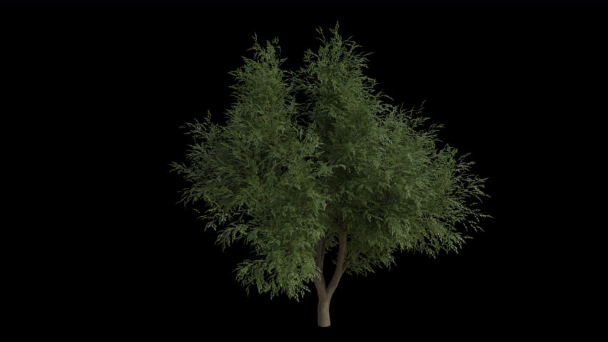 Coast Live Oak Tree blowing in the wind. Wind blows the Encina Tree. Animated Quercus Agrifolia Tree swaying in the wind with Transparent Background. Alpha Channel. Loop Animation