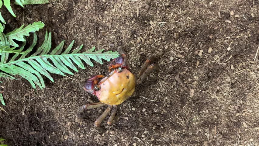 Terra Crab, a.k.a Smile crab, cute nickname for the Red-clawed Crab (scientific name: Chiromantes haematocheir). This crab is found in South Korea