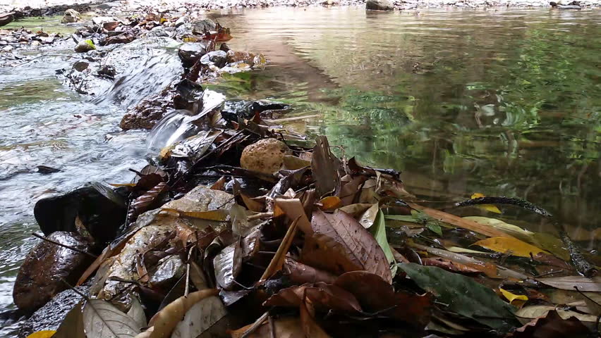 Big flock of salmons crosses the rapids on spawning grounds.