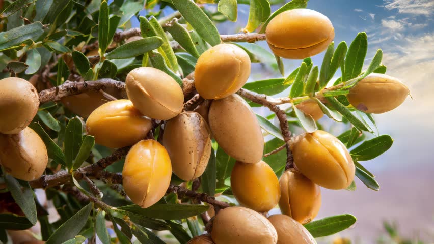 Argan fruits on the tree. The famous argan oil is extracted from the kernels of the fruit. Morocco