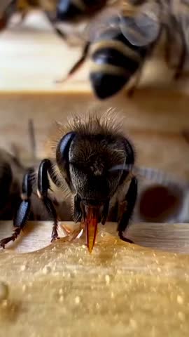 A close-up shot reveals the intricate feeding process of a bee. The bee