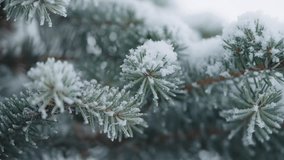 Slow motion closeup shot of hoarfrost covered spruce tree branches - Powered by Shutterstock - Get 15% off with code: PIKWIZARD15