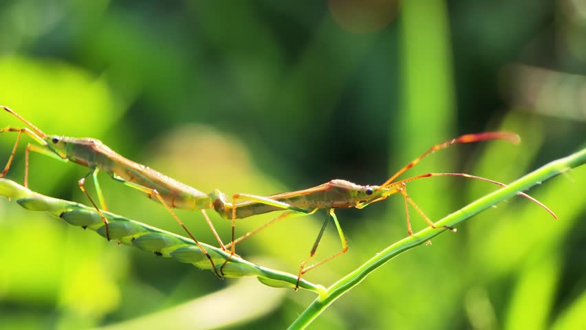 Static shot of two rice ear bugs (Leptocorisa oratorius) mating on a grass stem in a sunny field.