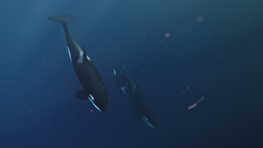 Wild orcas, killer whales hunting for whale, dolphins and sharks in Southfrica. Underwater shot of orca breaking surface to make a breath. Fantastic video of wild mammal sea animal in natural habitat