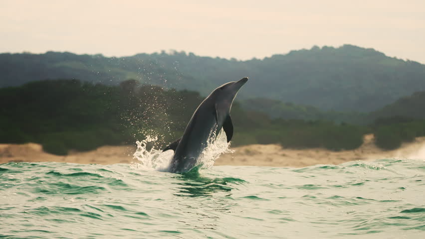 Dolphins jumping out of water slow motion New zealand Paihia bay of islands Delphine springen aus dem Wasser. Close short at South Africa while Sardine run breaking surface to make a breath. Fantastic