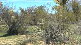 Cow skull, close up, its horns nestled beneath dead piece of cholla cactus, zoom out, pan upward to desert flora, saguaro cactus, in beautiful Arizona desert landscape, blue sky background. 1080p - Powered by Shutterstock - Get 15% off with code: PIKWIZARD15