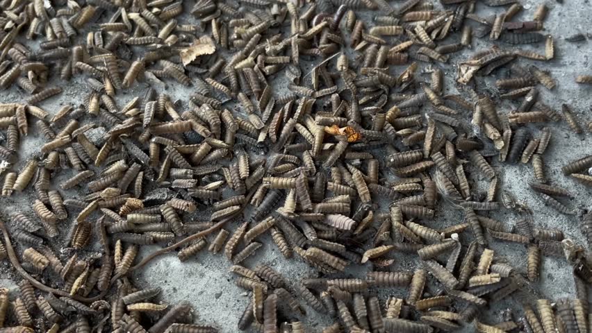 Maggot caterpillars eat food scraps and organic waste. Recycling organic waste using maggots from fruit fly larvae or black soldier fly. The maggot matures into a fly and leaves the skin in the tub