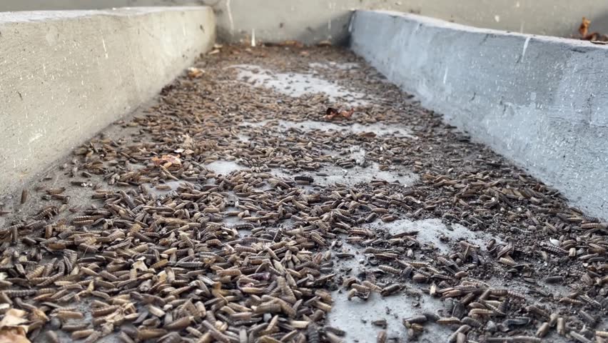 Maggot caterpillars eat food scraps and organic waste. Recycling organic waste using maggots from fruit fly larvae or black soldier fly. The maggot matures into a fly and leaves the skin in the tub