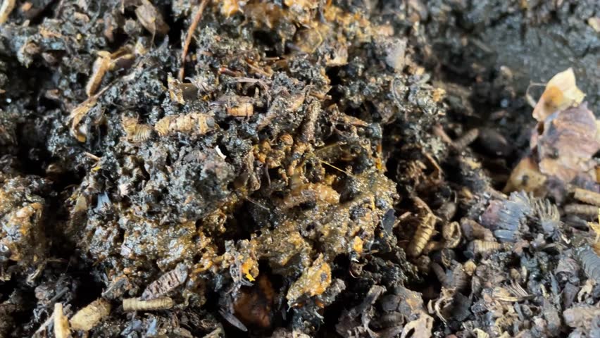 Maggot caterpillars eat food scraps and organic waste. Recycling organic waste using maggots from fruit fly larvae or black soldier fly. The maggot matures into a fly and leaves the skin in the tub