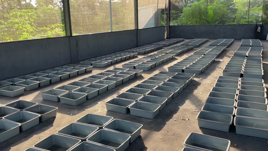 Egg collection tanks and brooders for maggot-black soldier fly larvae are abandoned. The maggot farm is not operating, filled with dust and spiders building nests.