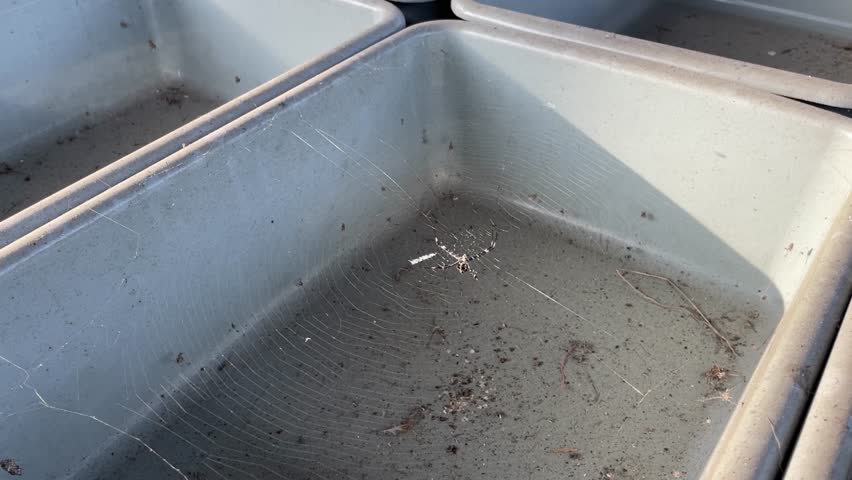 Egg collection tanks and brooders for maggot-black soldier fly larvae are abandoned. The maggot farm is not operating, filled with dust and spiders building nests.