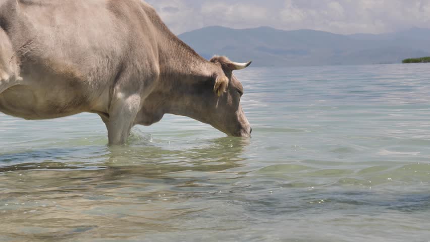 Brown cow drinks water from clean mountain fresh water lake during watering process of cow herd from domestic cattle. Cute dairy cow brings ecologically clean milk drinking fresh water in mountains