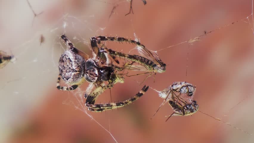 Spider eats its prey while sitting on a web. Araneus diadematus also called European garden spider, cross orbweaver, diadem spider close-up. Mosquitoes on a spider