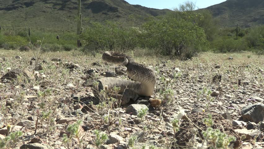 Desert Rattlesnake Snake Alarmed Agitated Coiled Raised Up Threatening Rattling