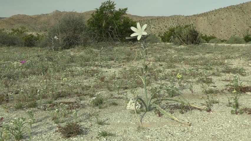 Lone Desert Ajo Lily Plant Flower or Wildflower Blooming Flowering in California
