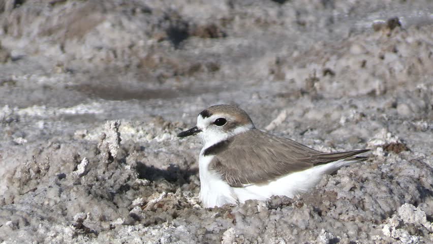 Snowy Plover Bird Nesting Sitting On Ground Nest Eggs Alarmed Fleeing Leaving