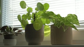 Potted Indoor Plants by Sunlit Window - Powered by Shutterstock - Get 15% off with code: PIKWIZARD15
