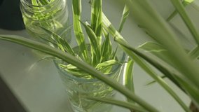 Close-up of spider plants in water on windowsill - Powered by Shutterstock - Get 15% off with code: PIKWIZARD15