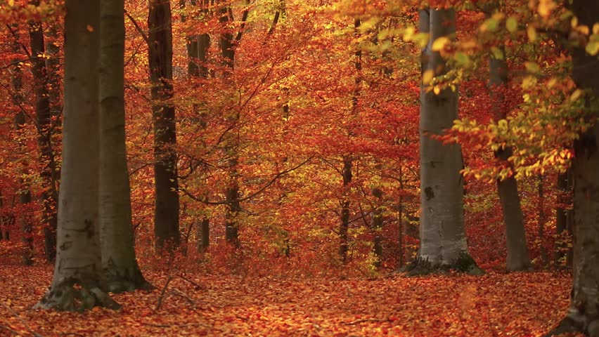A scenic view of autumn trees in the forest and orange fallen leaves
